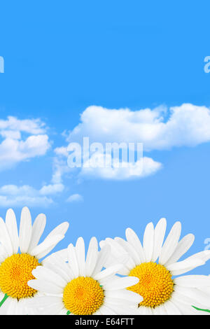 Marguerites sur fond de ciel bleu et nuages Banque D'Images
