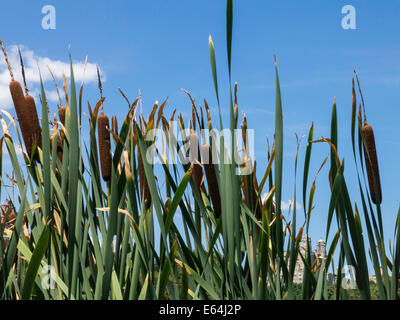 Les quenouilles contre le ciel bleu Banque D'Images