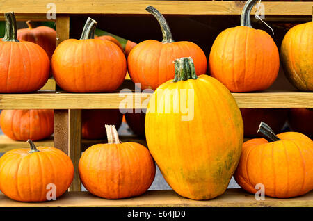 Pumpkins sur des étagères sur le marché Banque D'Images