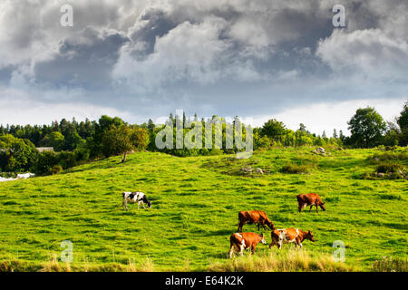 Le pâturage des vaches en paysage agricole rural ancien automne sombre, des nuages à l'horizon Banque D'Images