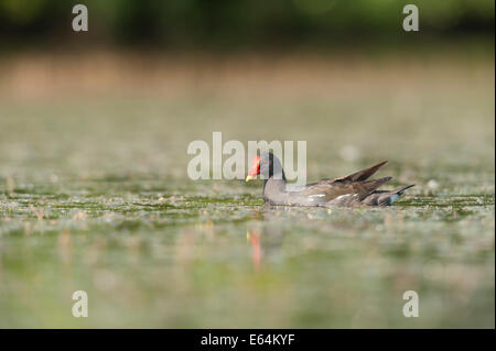 La Gallinule poule-d'eau dans un marais dans la région de la Dombes, Ain, France Banque D'Images