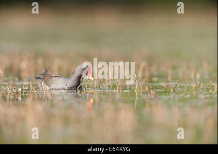 La Gallinule poule-d'eau dans un marais dans la région de la Dombes, Ain, France Banque D'Images