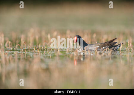 La Gallinule poule-d'eau dans un marais dans la région de la Dombes, Ain, France Banque D'Images