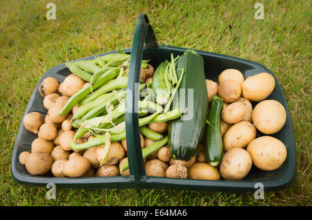 Trug contenant des légumes du jardin fraîchement cueillies en Juillet Banque D'Images