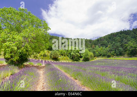 Champ de lavande en Provence. Banque D'Images