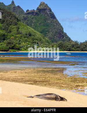 Le phoque moine hawaiien repose au Tunnels Beach sur Kauai Banque D'Images