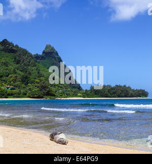 Le phoque moine hawaiien à plage de Haena, Kauai, avec Mt. Makana, appelé Bali Hai, en arrière-plan Banque D'Images