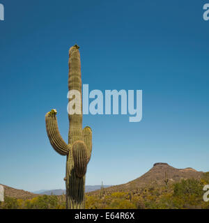 Cactus géant saguaro, Carnegiea gigantea, qui fleurit dans le paysage désert de Sonora, Scottsdale, Arizona, USA, avril 2014. Banque D'Images