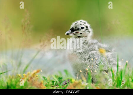 Goéland argenté (Larus argentatus) chick, Lofoten, Norvège Banque D'Images