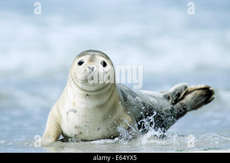 Ou du Phoque commun (Phoca vitulina), pup sur une plage, Helgoland, Schleswig-Holstein, Allemagne Banque D'Images