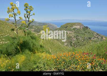 Fenouil géant (Ferula communis), le Mont Veneretta, province de Messine, Sicile, Italie Banque D'Images