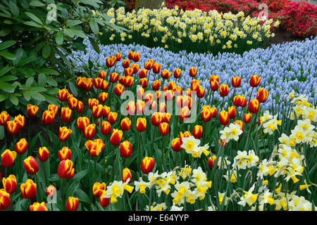 Les tulipes (Tulipa hybrides), les jonquilles (Narcissus hybrides) et Muscaris (Muscari botryoides) dans le Keukenhof, également connu sous le nom de Banque D'Images