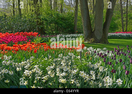 Les tulipes (Tulipa) hybrides et des jonquilles (Narcissus hybrides) dans le Keukenhof, aussi connu comme le jardin de l'Europe, lisse, South Holland Banque D'Images