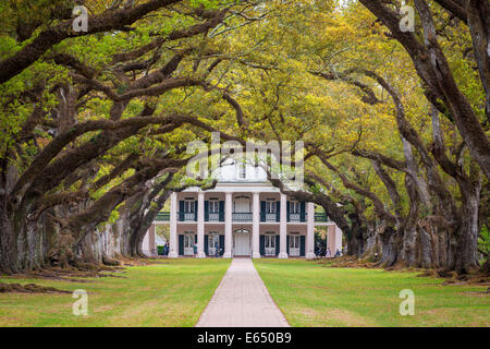 Du sud de l'avenue Tunnel Vivre chênes (Quercus virginiana), à l'arrière d'un hôtel particulier de plantation avec des colonnes et une grande véranda dans Banque D'Images