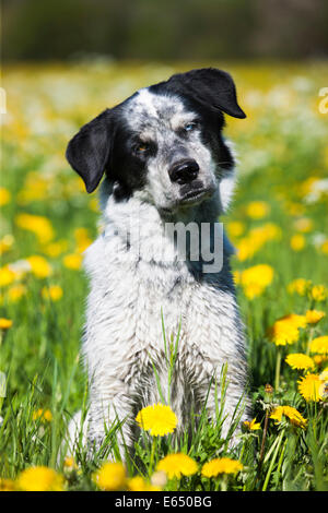 Münsterländer Husky Labrador chien de race mixte, noir et blanc chien assis dans un pissenlit prairie, Autriche Banque D'Images