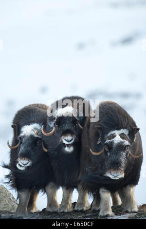 Trois Bœufs musqués ou boeuf musqué (Ovibos moschatus), Parc National de Dovrefjell Sunndalsfjella, Norvège Banque D'Images