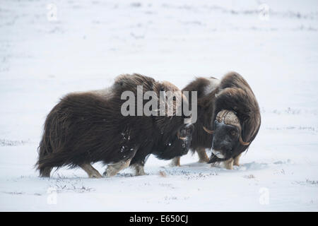 Deux Bœufs musqués ou boeuf musqué (Ovibos moschatus), Parc National de Dovrefjell Sunndalsfjella, Norvège Banque D'Images