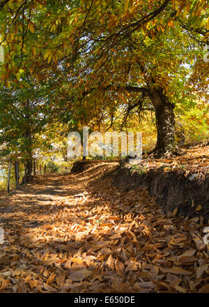 Le Châtaignier (Castanea sativa) en automne, la vallée du Genal, la province de Málaga, Andalousie, Espagne Banque D'Images