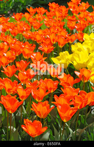 Lit de fleur de fleurs de tulipe (Tulipa) Banque D'Images