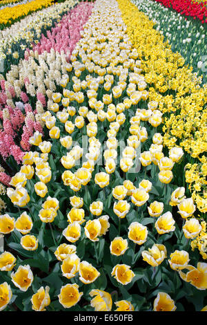 Lit de fleurs colorées avec des plantes à fleurs de printemps, fleurs de tulipe (Tulipa), les jonquilles (Narcissus) et de jacinthes (Hyacinthus) Banque D'Images