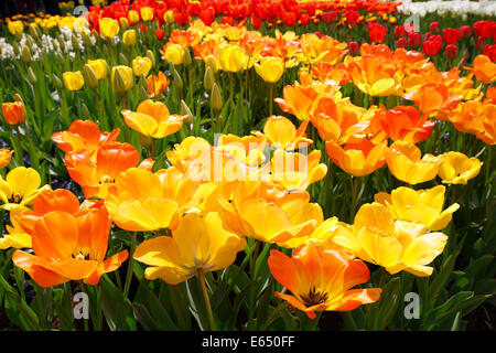 Fleurs de tulipe (Tulipa), différentes variétés et couleurs Banque D'Images
