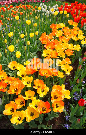 Lit de fleur, fleurs de tulipe (Tulipa), différentes variétés et couleurs Banque D'Images