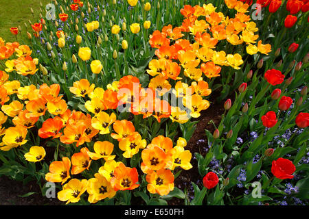 Lit de fleur, fleurs tulipes rouges et jaunes (Tulipa) Banque D'Images