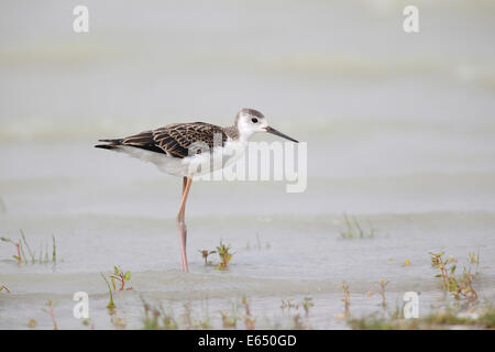 Black-winged Stilt (Himantopus himantopus), jeune oiseau, le lac de Neusiedl, Burgenland, Autriche Banque D'Images