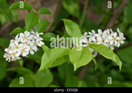 Bird Cherry ou micocoulier (Prunus padus), Bade-Wurtemberg, Allemagne Banque D'Images