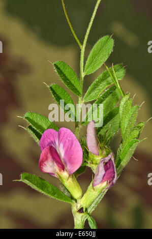 Vesce commune (Vicia sativa), Bade-Wurtemberg, Allemagne Banque D'Images