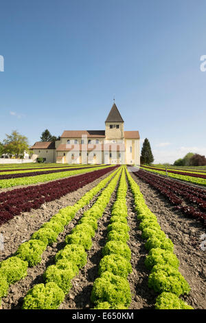 Domaine de la laitue, l'église de Saint George à l'arrière, l'île de Reichenau, Bade-Wurtemberg, Allemagne Banque D'Images