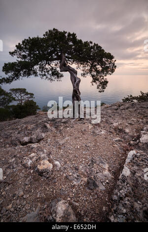 Vieux arbres juniper sur côte rocheuse de la mer Noire. La Crimée, Ukraine Banque D'Images