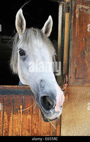 Cheval de Camargue, à la sortir de sa cage, Camargue, France, Europe Banque D'Images