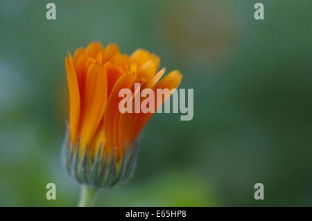 Fleur de calendula Banque D'Images