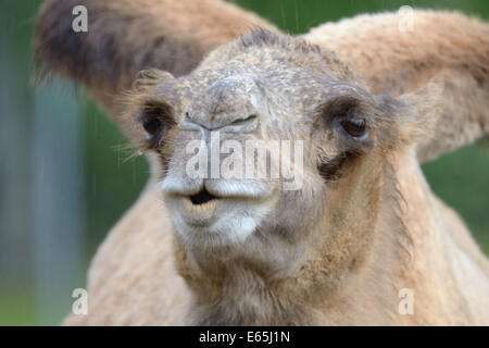 Portrait de chameau de Bactriane (Camelus) Banque D'Images