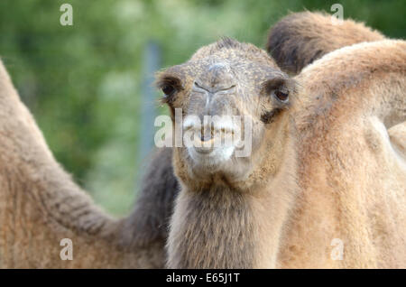 Portrait de chameau de Bactriane (Camelus) Banque D'Images