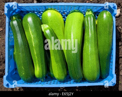 Culture biologique fraîchement récolté les courgettes dans un vert plateau en plastique bleu Banque D'Images