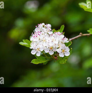 Crataegus communément appelé Hawthorn ou May Blossom fleurs blanc Blossoms, Angleterre, Royaume-Uni Banque D'Images