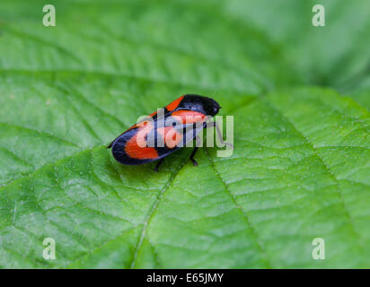 Un rouge et noir (Froghopper Cercopis arcuata) sur une feuille Banque D'Images