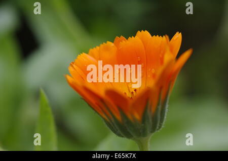 Fleur de calendula Banque D'Images