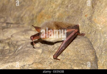 La plus grande ( Myotis myotis) Banque D'Images