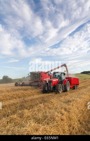 La récolte d'été ayant lieu sous un ciel bleu du soir à Skeeby Nr Richmond North Yorkshire UK sur St Swithin's Day 15 Juillet 2014 Banque D'Images