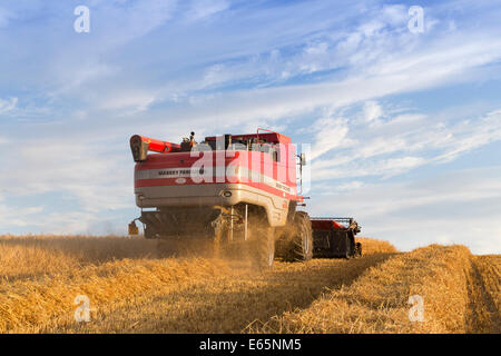 La récolte d'été ayant lieu sous un ciel bleu du soir à Skeeby Nr Richmond North Yorkshire UK sur St Swithin's Day 15 Juillet 2014 Banque D'Images