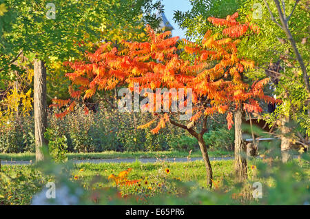 Arbre généalogique vinaigrier en temps d'automne Banque D'Images