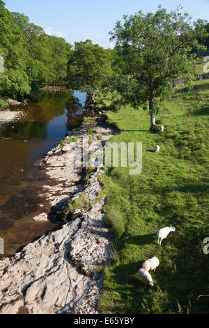 Des moutons paissant sur les bords de la rivière Wharfe, Kettlewell, Yorkshire du Nord Banque D'Images