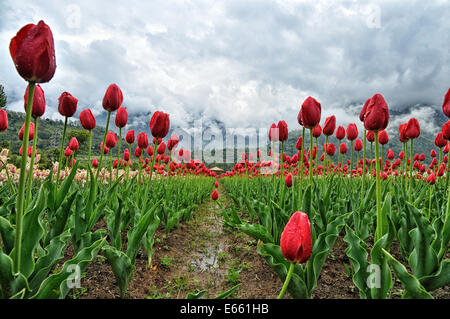 Indira Gandhi Memorial Tulip Garden Banque D'Images