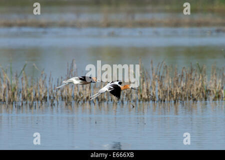 L'Avocette d'en vol Banque D'Images