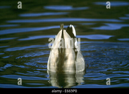 Canard colvert - Anas platyrhynchos - mâle Banque D'Images