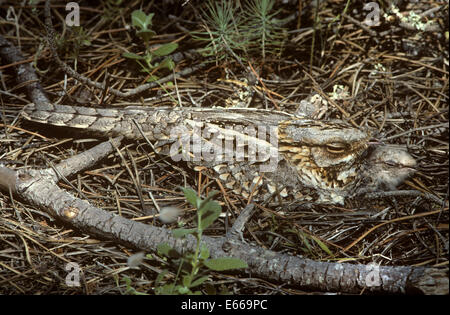 Red-necked Nightjar - Caprimulgus ruficollis Banque D'Images