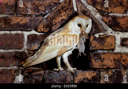 Effraie des clochers - Tyto alba Banque D'Images